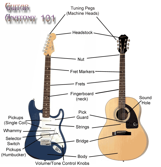 The anatomy of the electric and acoustic guitar